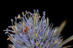 Blueflower eryngo